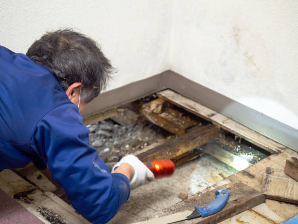 Professional Mold Remediation in Wooster, AR