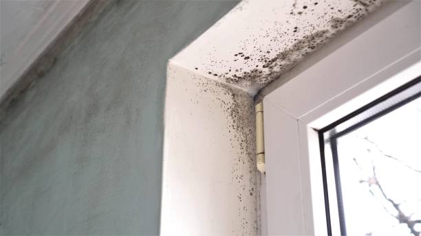 Best Basement Mold Remediation in Wooster, AR