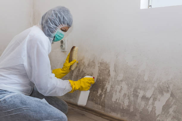 Best Residential Mold Remediation in Wooster, AR
