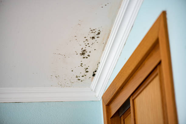 Best Insurance-Related Mold Remediation in Wooster, AR