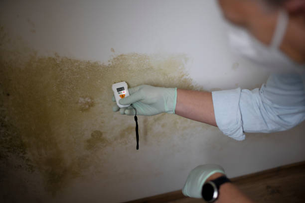 Best HVAC Mold Remediation in Wooster, AR