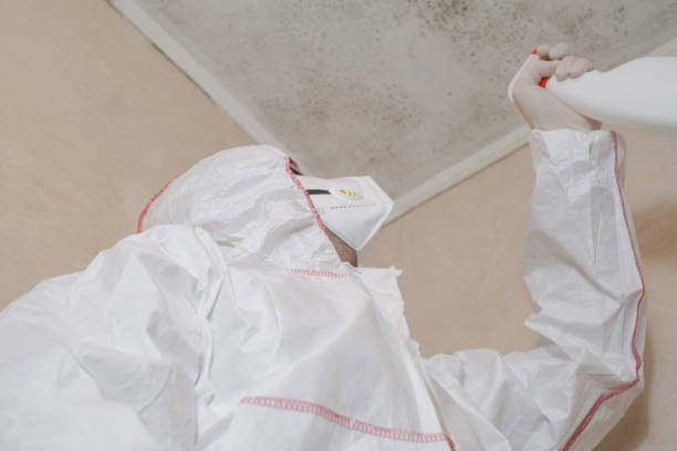 Best Black Mold Remediation in Wooster, AR