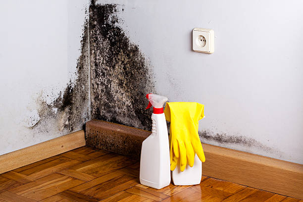 Best Mold Remediation for Specific Building Types in Wooster, AR