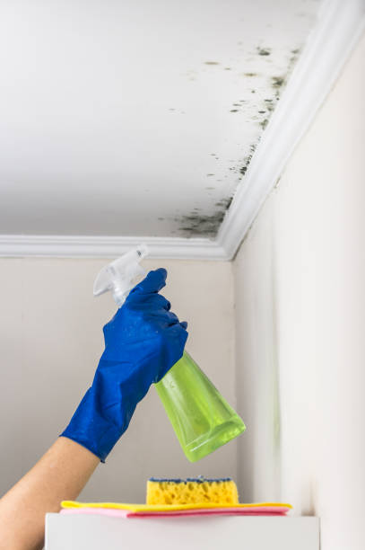 Best Attic Mold Remediation in Wooster, AR