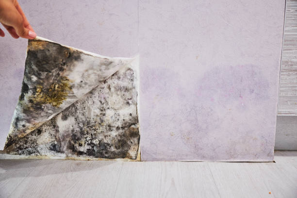 Best Industrial Mold Remediation in Wooster, AR